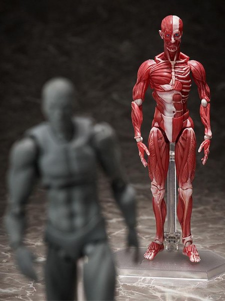 Original Character Figma Action Figure Human Anatomical Model